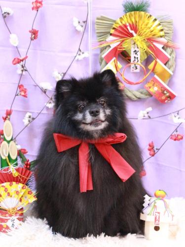 20230114ふわりちゃん